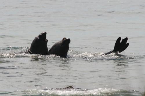 elephant seals having fun