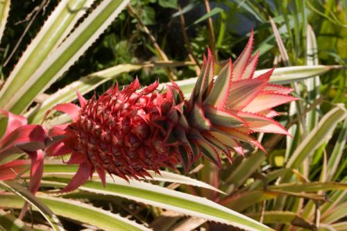 pineapple plant