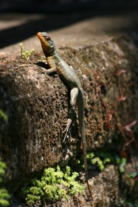 brasilian lizard