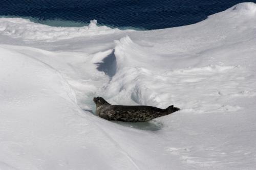 hauled out Weddell seal