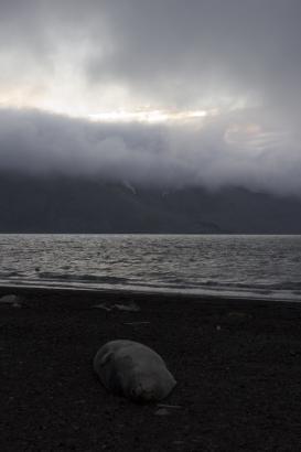 solitary seal