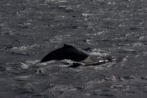 humpbacks swimming