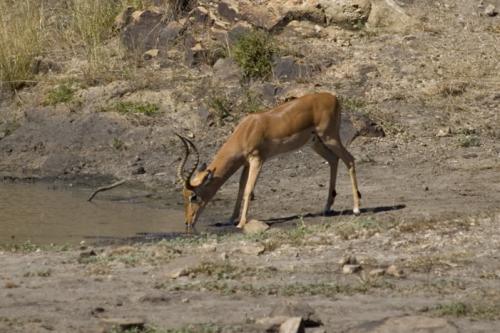drinking Impala