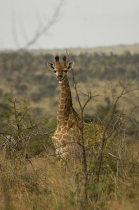 baby Giraffe
