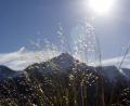 sunshine grasses