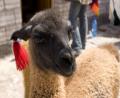 close up llama