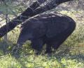 baby Elephant