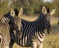 a couple of Zebra