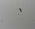 Paraglider-and-eagles