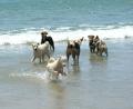 Happy-dogs